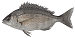 dorade