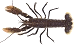 homard