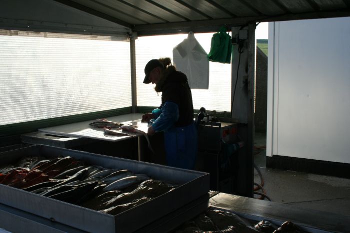 le bateau le mousse, l'étal de vente