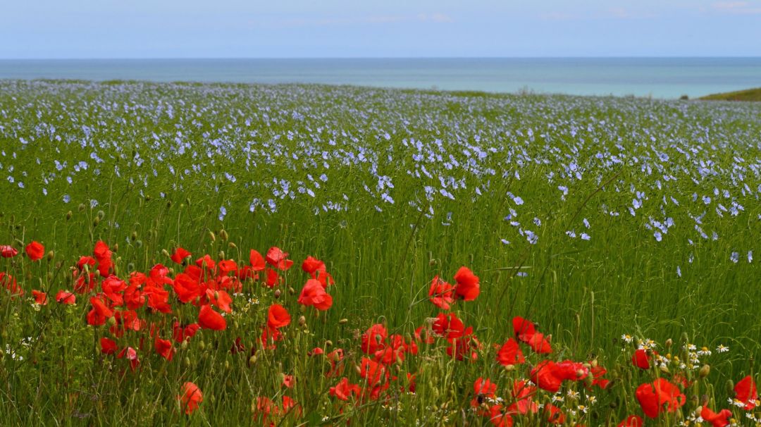 coquelicots, lin et mer